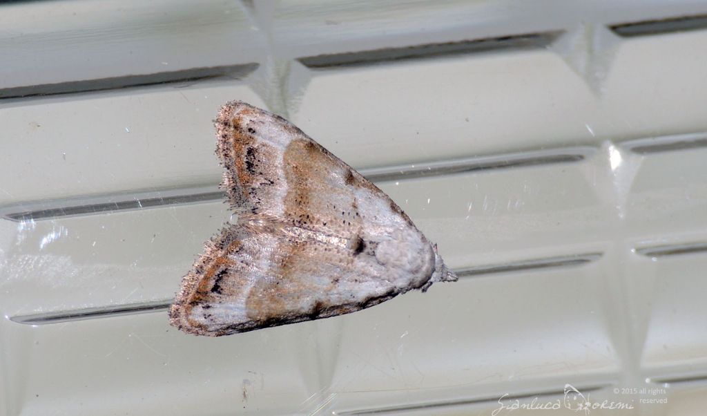 Nola subchlamydula STAUDINGER, 1871 - Nolidae